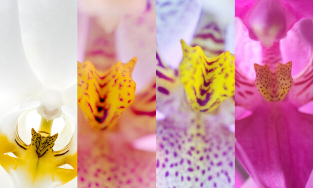 Images en carrousel (phalaenopsis)