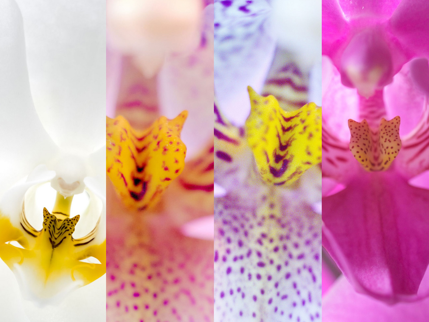 Images en carrousel (phalaenopsis)